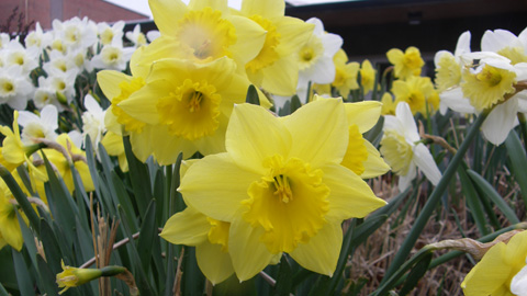 images/stories/galleries/Pullman/Spring daffodils.jpg